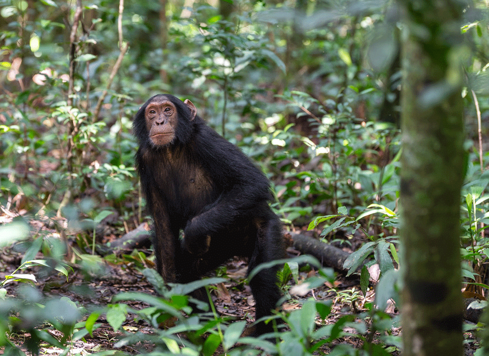 Double Chimpanzee Trekking experience 12 Double Chimpanzee Trekking experience.