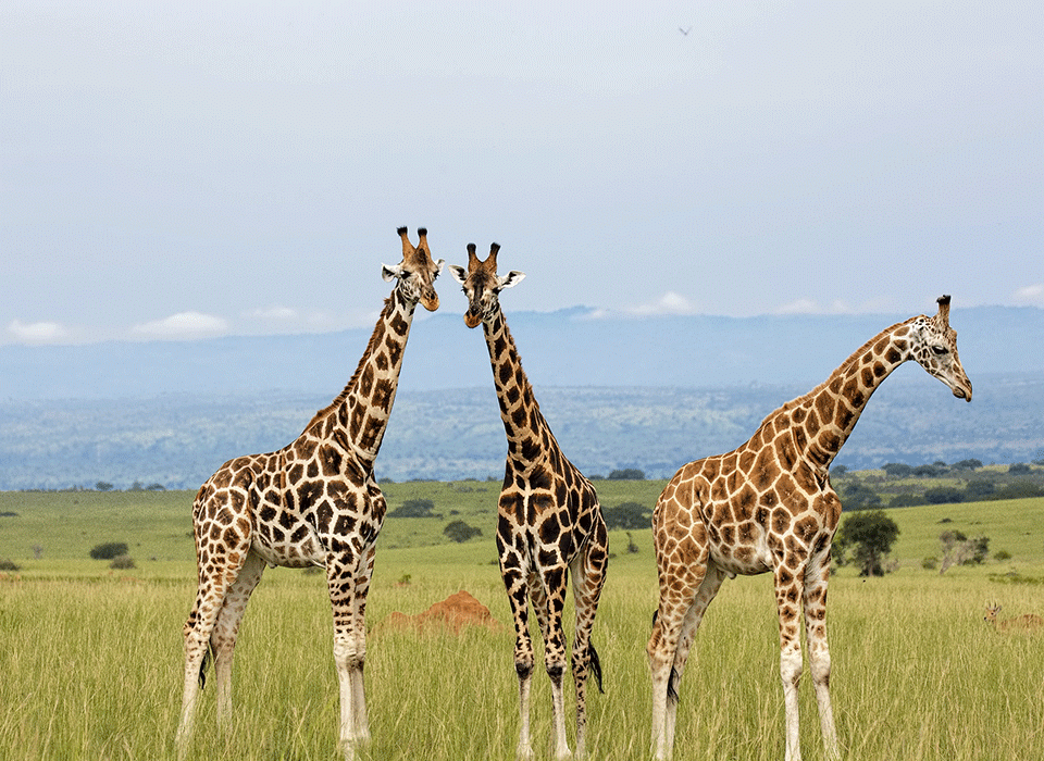 How to Book a Uganda Safari Step by Step? 48 How to Book a Uganda Safari