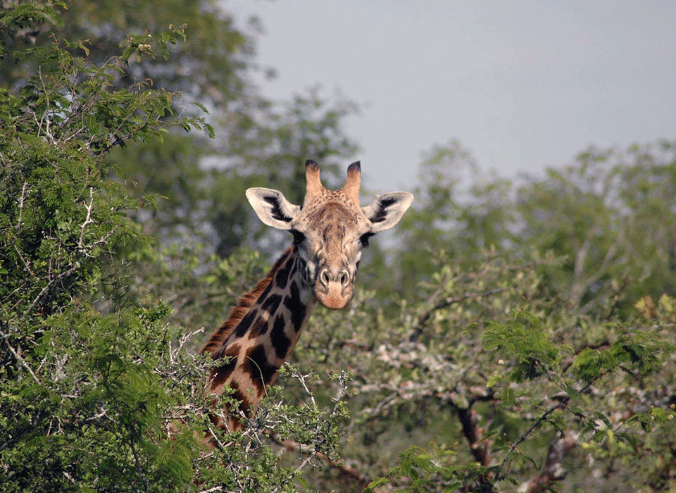 What Animals Are Commonly Spotted on a Wildlife in Akagera? 12 What animals will you commonly spot on a wild safari in Akagera?