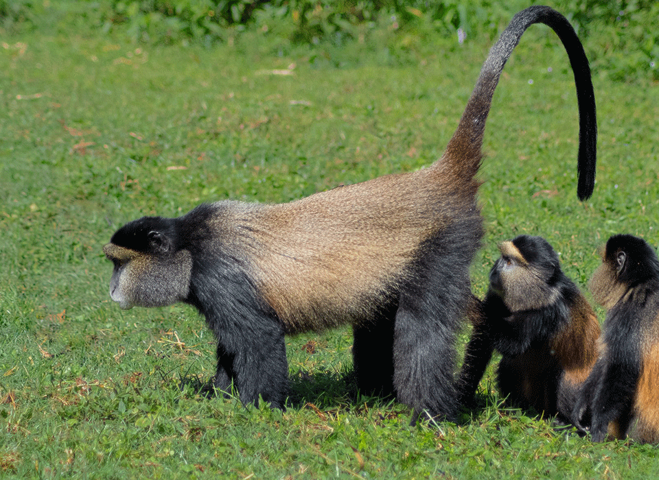 Do I Need a Permit for a Golden Monkey Trekking Safari? 4 Golden Monkey Trekking Permit