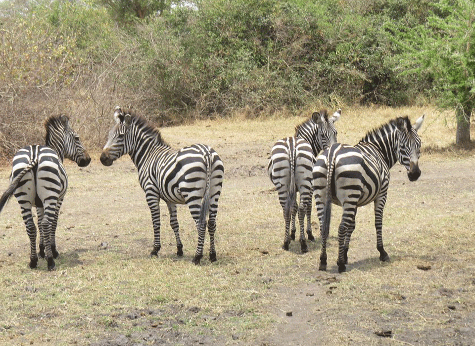 Why Lake Mburo National Park Is Perfect for Short Safaris? 14 Lake Mburo National Park Safari