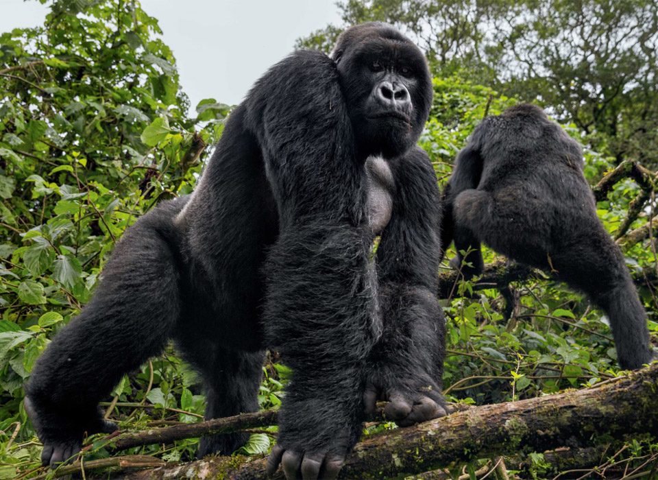 Uganda Gorilla Habituation Safari
