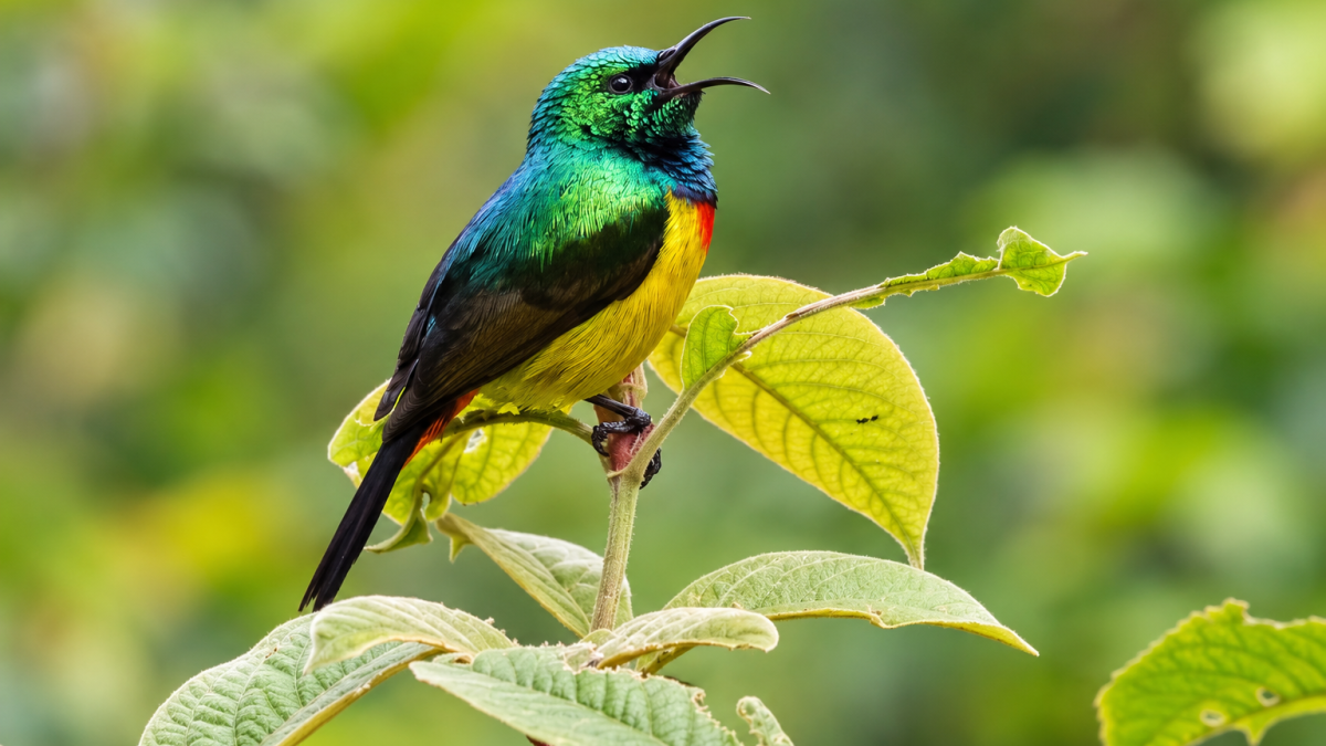 Which Uganda Parks Offer the Best Birdwatching Safari? 2 Which Uganda Parks Offer the Best Birdwatching Safari