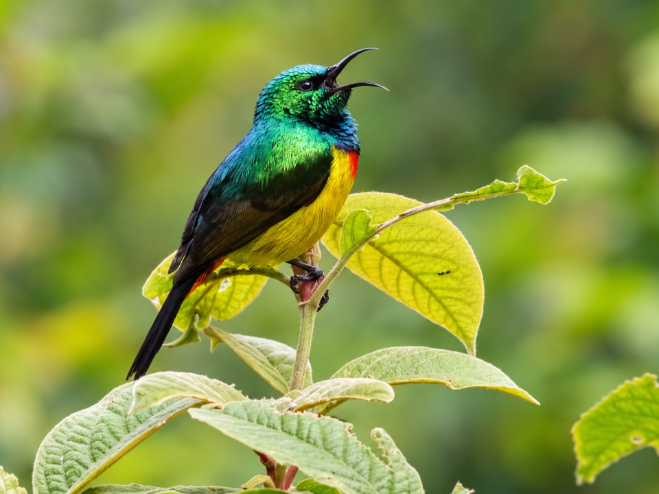 Which Uganda Parks Offer the Best Birdwatching Safari? 14 Which Uganda Parks Offer the Best Birdwatching Safari