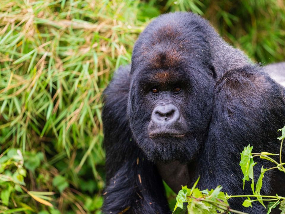 The Ultimate Gorilla Trekking Comparison: Uganda vs. Rwanda vs. Congo (2026 Guide) 12 Uganda vs Rwanda vs Congo Gorilla Trekking