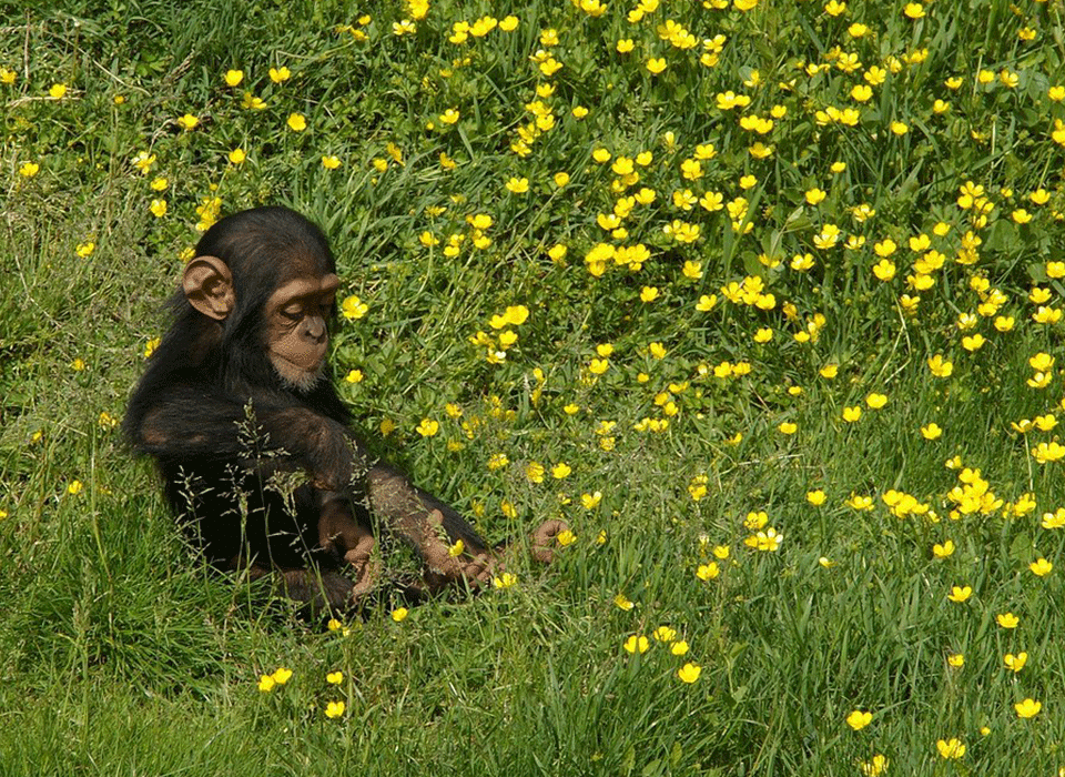 What Makes Uganda a Perfect Gateway for Wildlife Safari? 46 Uganda Wildlife Safari gateway