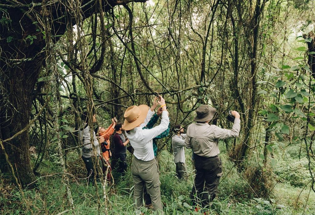 Birdwatchers exploring the Mubwindi Swamp Trail in the Ruhija sector of Bwindi Impenetrable National Park, Uganda.