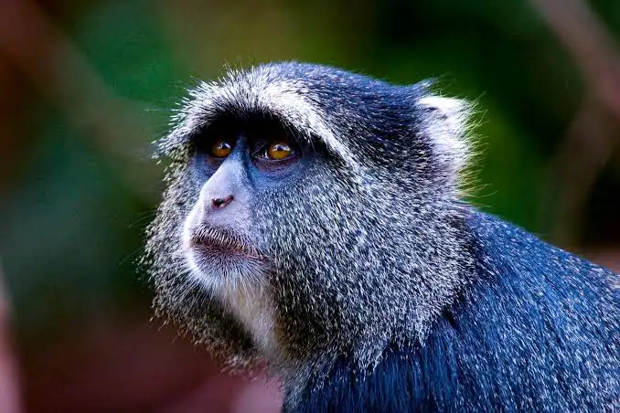 Best Uganda Primates Tour 2026-2027 15 Best Uganda Primates Tour- Blue monkey