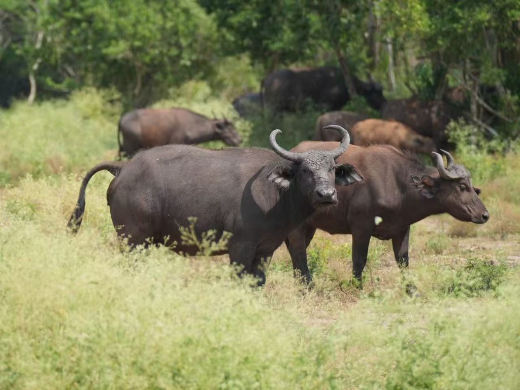 African Buffalos can be spotted on a combined Uganda Primates and Wildlife tour