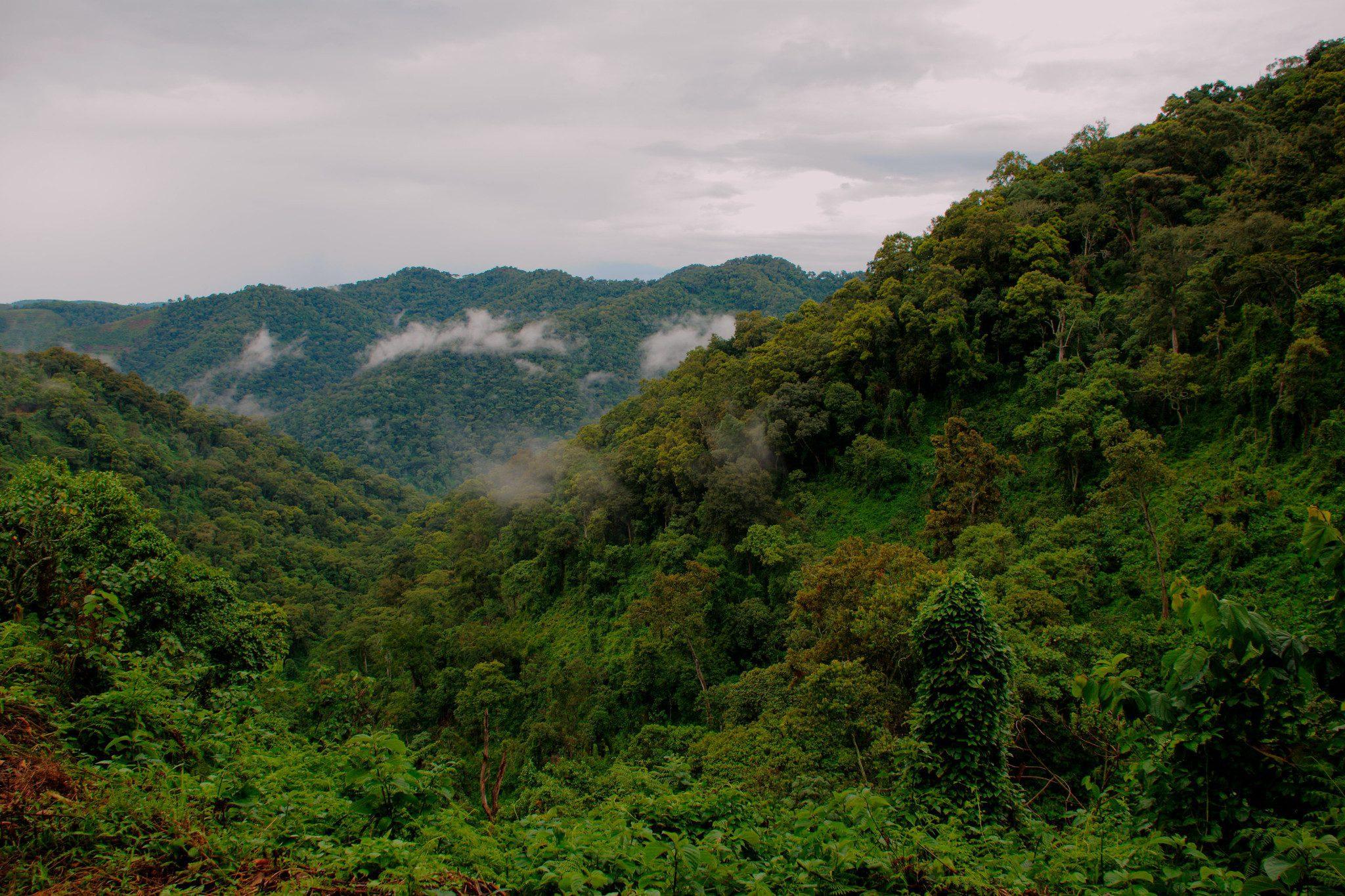 Uganda Gorillas and Serengeti Migration Safari Guide 15 Bwindi Impenetrable National Park rainforest Uganda