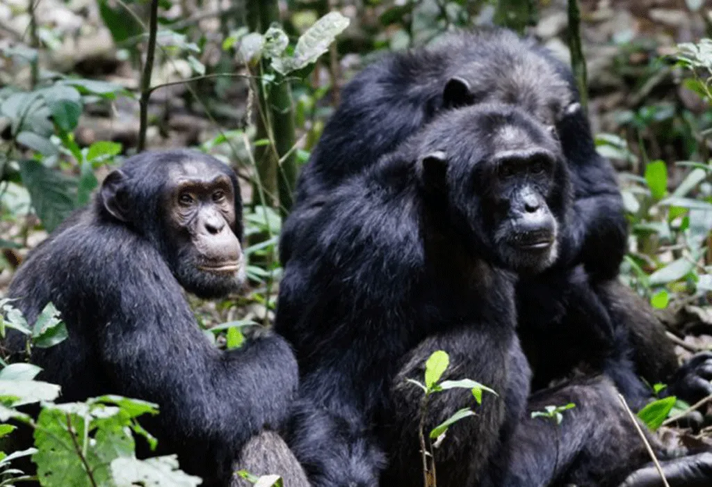 Gorilla And Chimpanzee Safari 9 Three chimpanzees in a forest