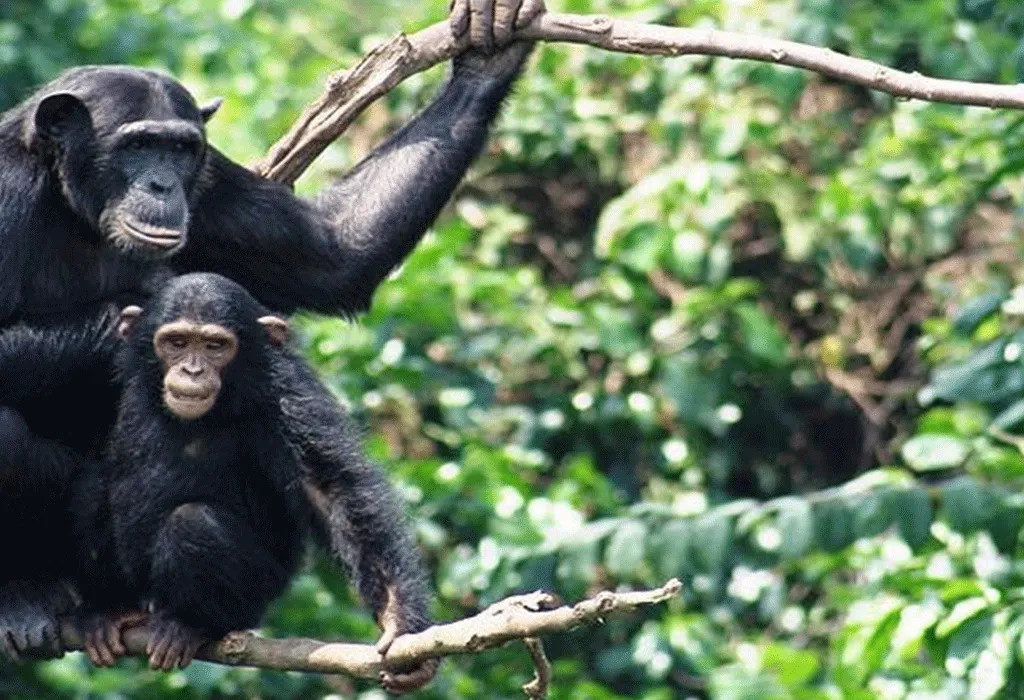Uganda Big Five Safari 27 Chimp4