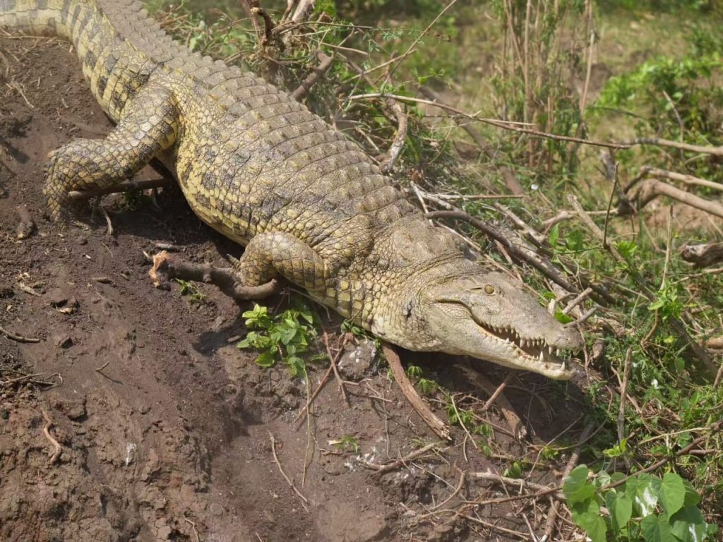 Nile Crocodiles can be spotted on a combined Uganda Primates and Wildlife tour