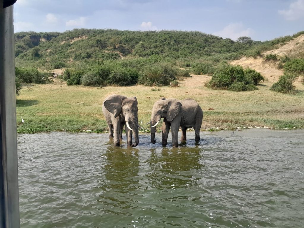The Best Primate Uganda Tours- combined with wildlife to see elephants
