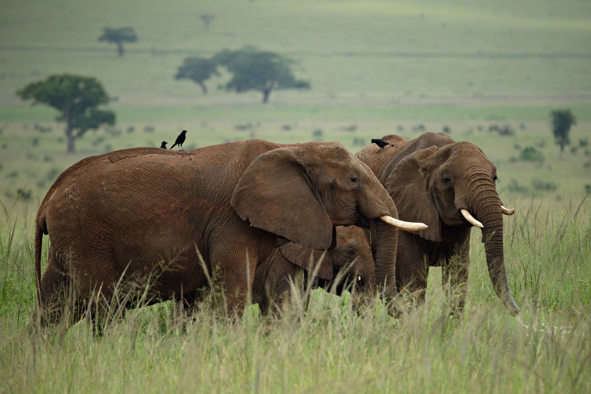What Makes Kidepo Valley Unique From Other Parks? 15 Elephants in Kidepo Valley National Park Uganda