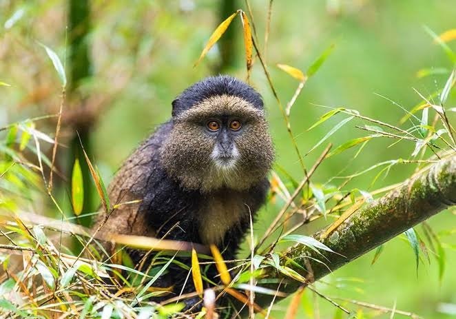 Uganda Bucket List 19 Golden Monkeys in Mgahinga Forest National Park