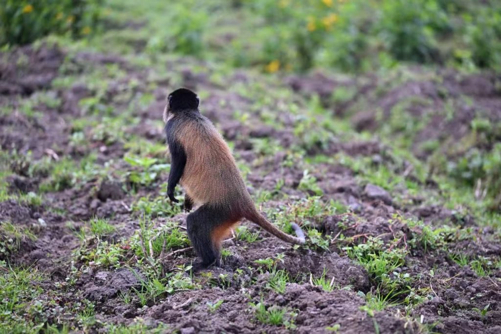 Combining Luxury Chimpanzee safaris with golden monkey trekking with golden monkey tracking