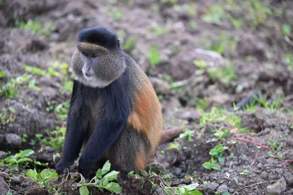Best Uganda Primates Tour- Golden monkeys
