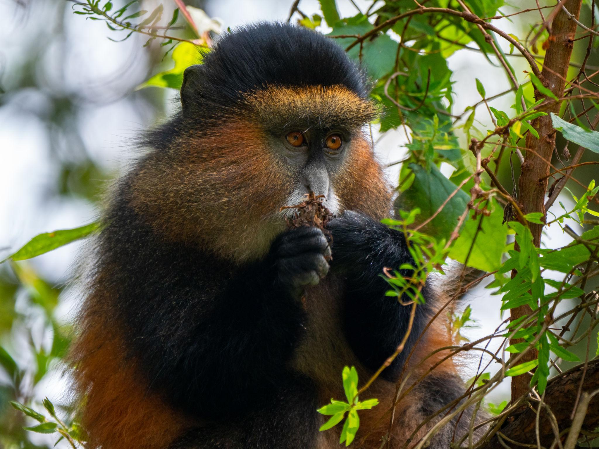 Best National Parks in Uganda 11 Golden Monkey Trekking in Mgahinga Gorilla National Park