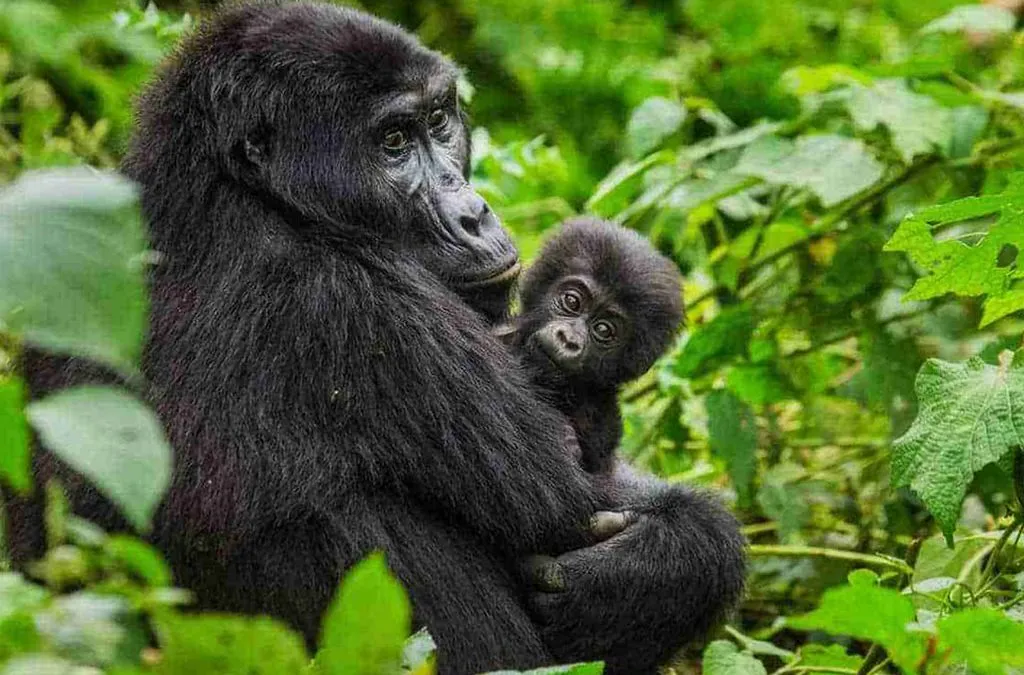 Uganda Gorilla Trekking Cost for German Travelers 47 Uganda gorilla habituation experience