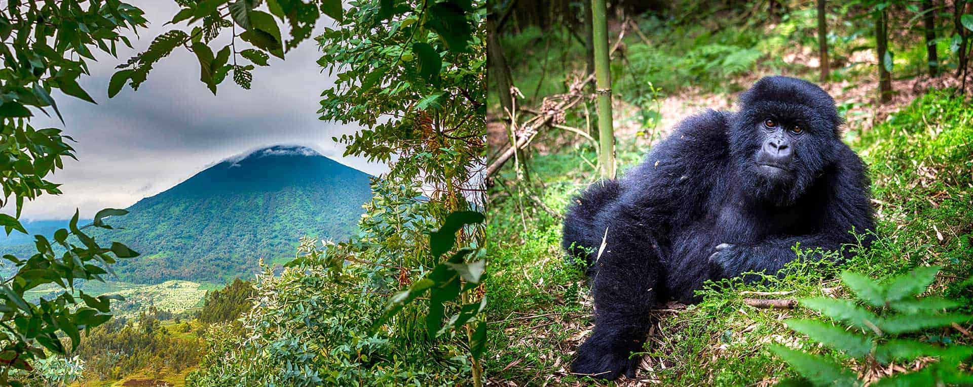 Gorilla And Chimpanzee Safari 27 Mountain gorillas in Volcanoes National Park Rwanda