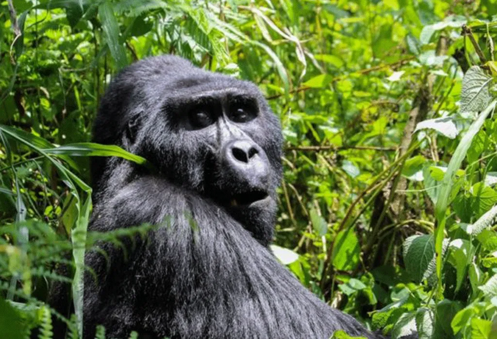 Uganda Big Five Safari 29 Gorilla Trekking in Bwindi Impenetrable Forest National park