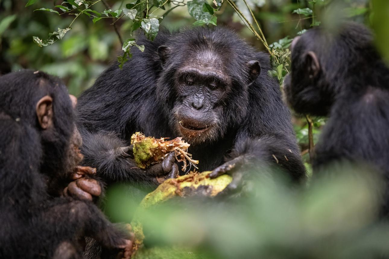 Chimpanzees Feeding in Kibale National park Kibale National Park Guide