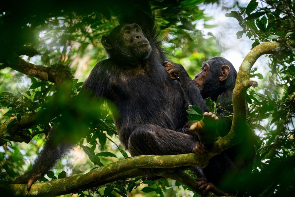 Best Uganda Primate Tours- Chimpanzee Trekking