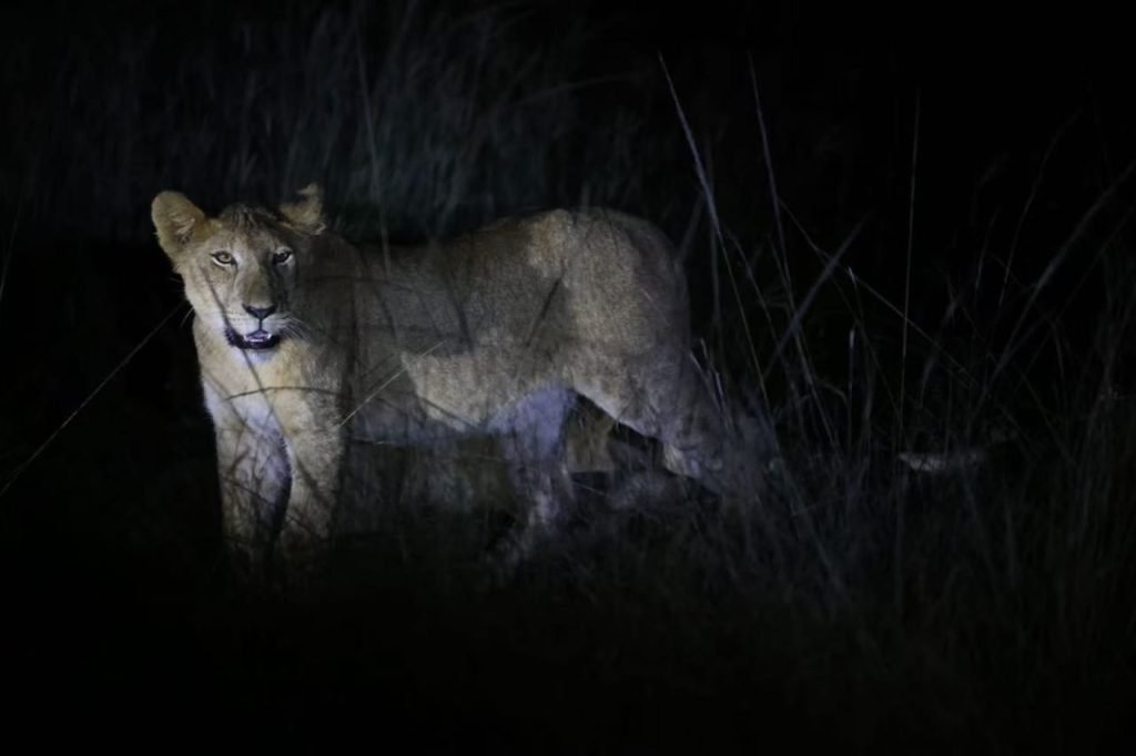 The Best Uganda Prinates Tour- A lioness spotted on a night game drive