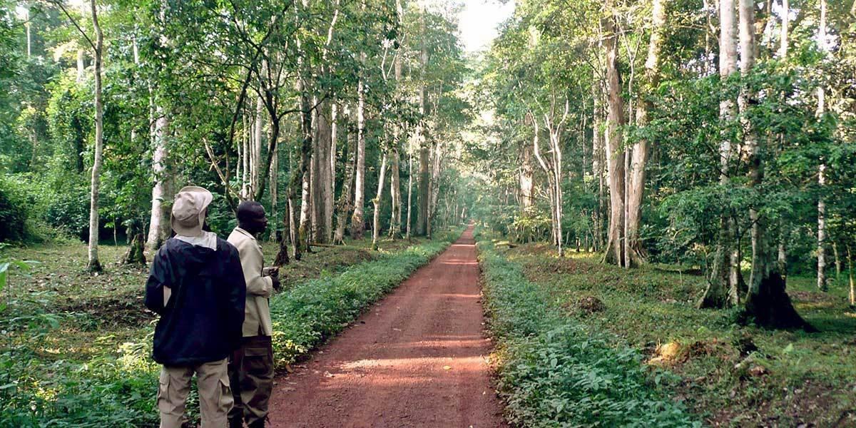 Mahogany trail in Budongo Forest Reserve during the best time for a Budongo chimp trek