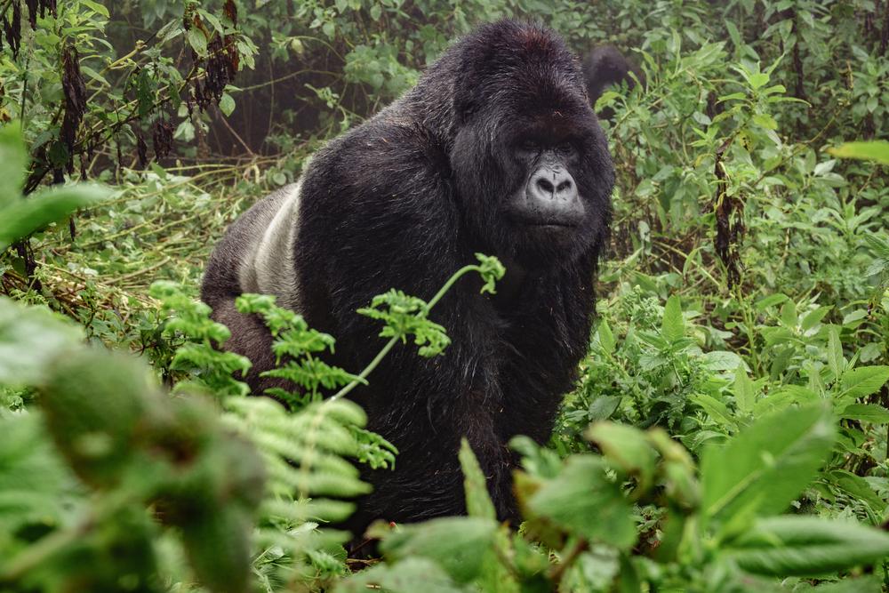 Uganda Gorillas and Serengeti Migration Safari Guide 3 Mountain gorilla silverback in Bwindi Impenetrable National Park Uganda