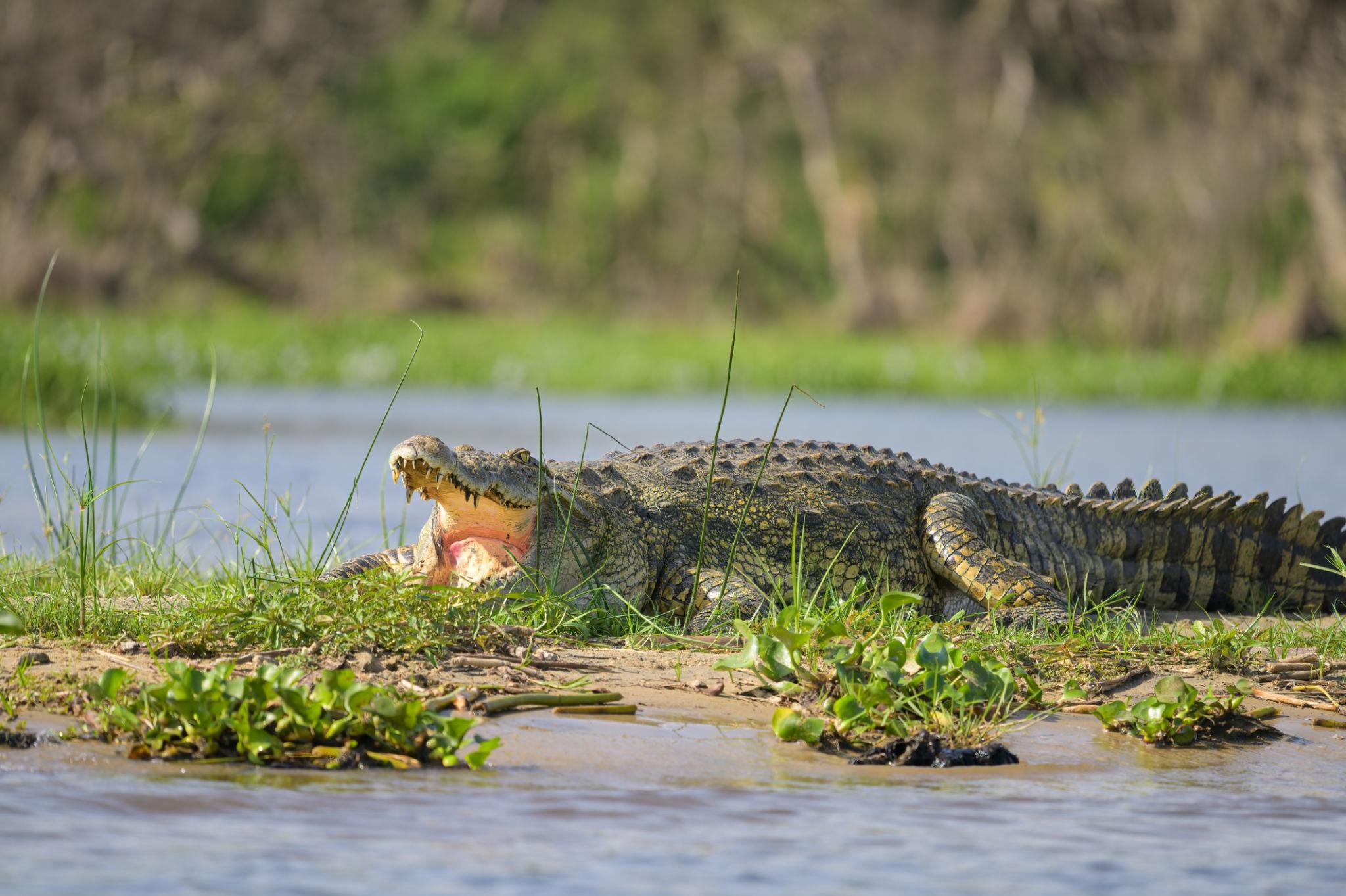 Uganda Big Five Safari 35 Large Nile crocodile basking on the riverbank.