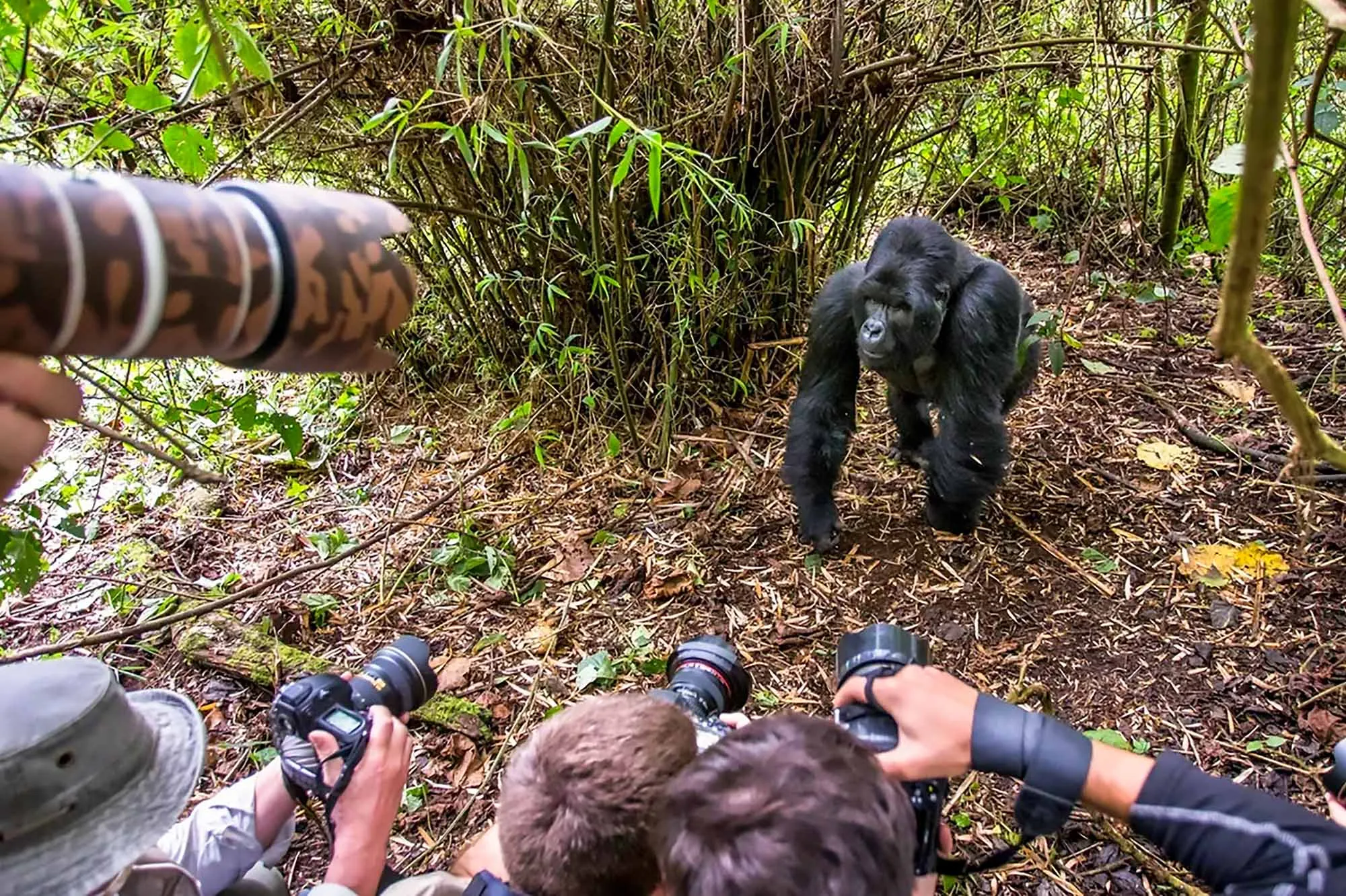 Luxury Uganda and Rwanda Safari 27 Photography tips during gorilla trekking in Uganda and Rwanda