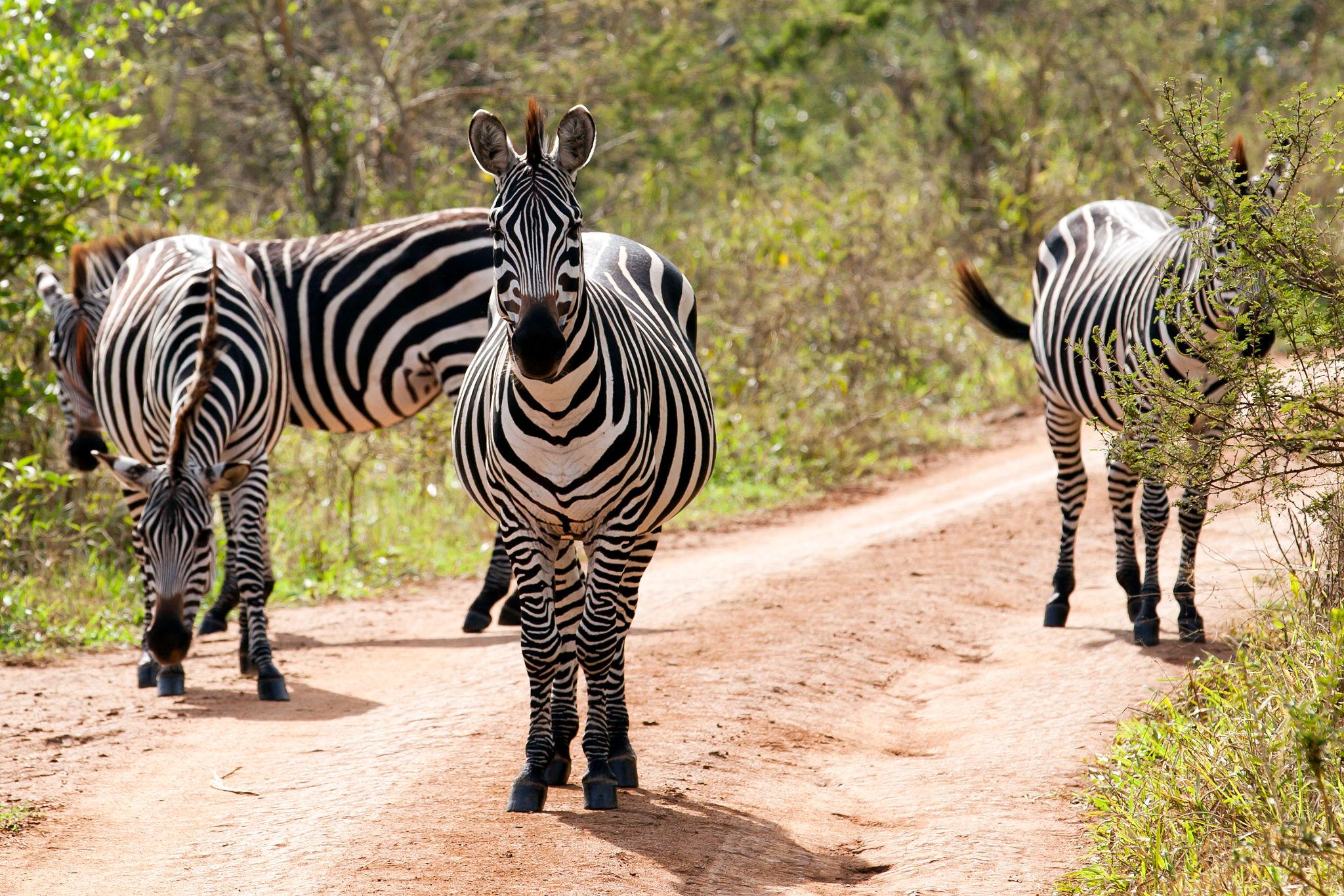 What Makes Kidepo Valley Unique From Other Parks? 29 Zebras in Lake Mburo National Park Uganda