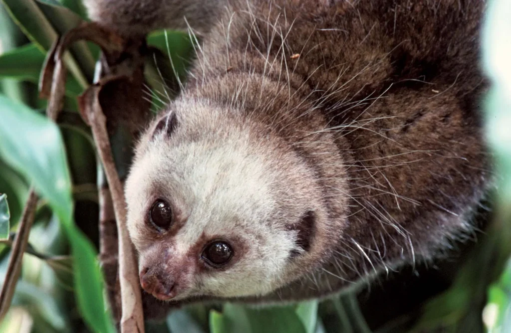 A potto can be seen on a Uganda Primate Safari through a night nature walk