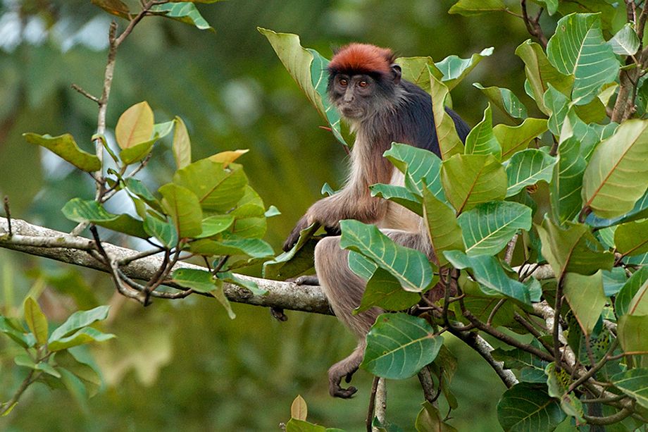 Kibale National park Primates