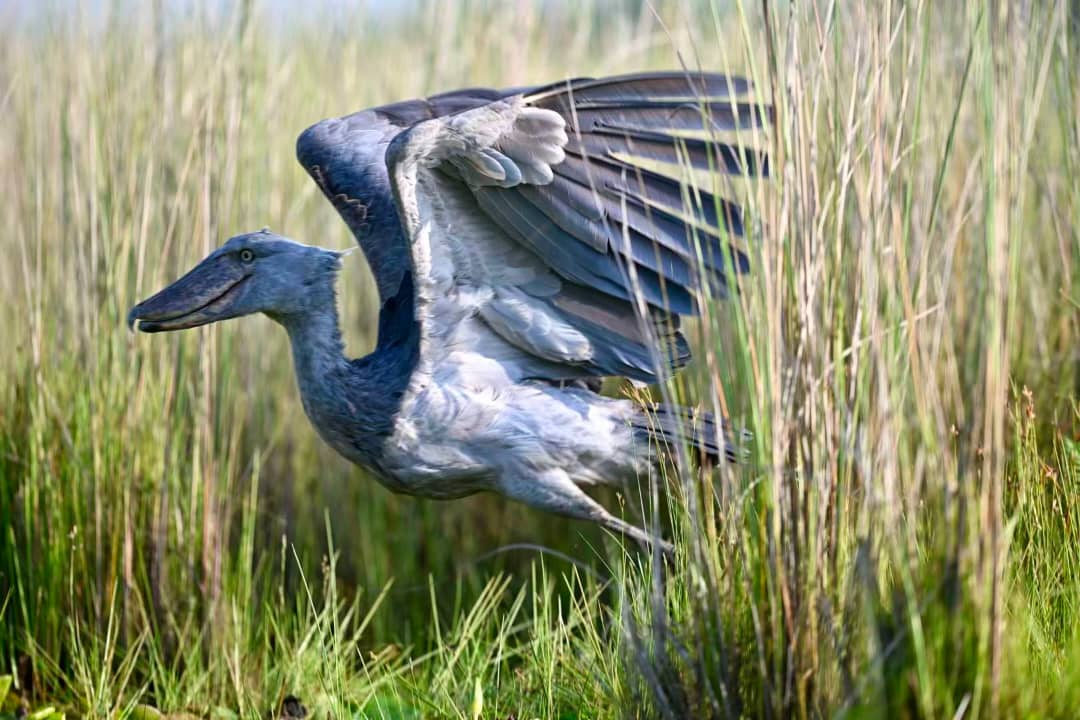 Shoebill Stork experience in Uganda 3 shoebill stork during a shoebill in Uganda birding encounter