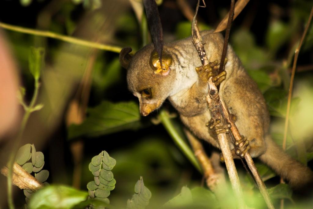 Thomas Galago in Kibale National Park