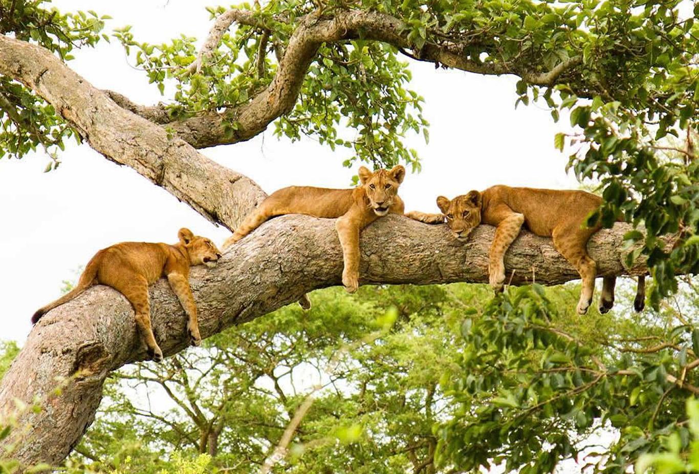 Tree Climbing Lions of Ishasha