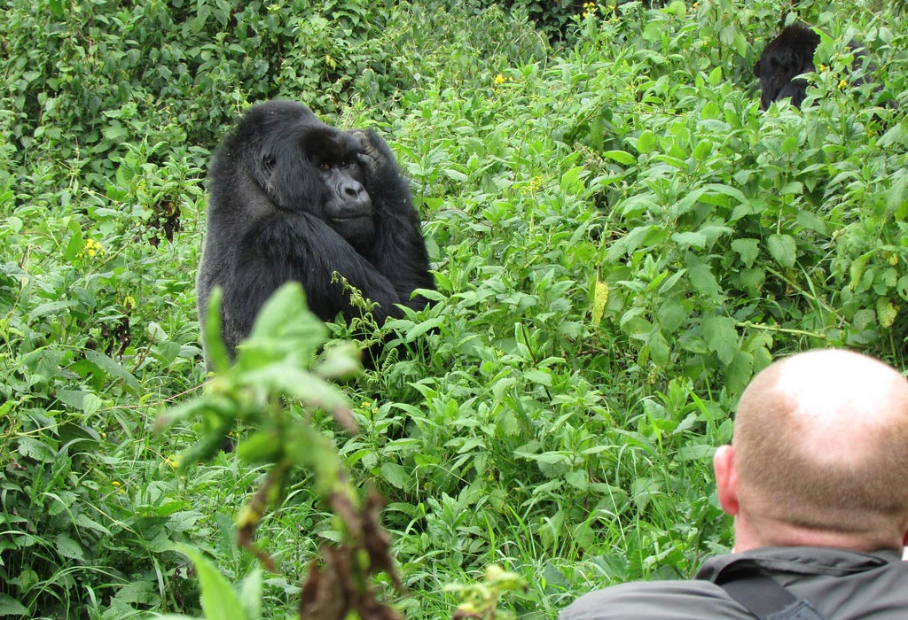 Gorilla Trekking in Uganda & Rwanda: The Ultimate 2026 Guide to an Incredible Adventure