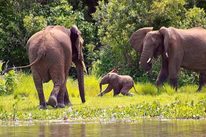 Ultimate Custom Uganda Safari Packages for Tourists in 2026/2027 3 Travelers enjoying a custom Uganda safari