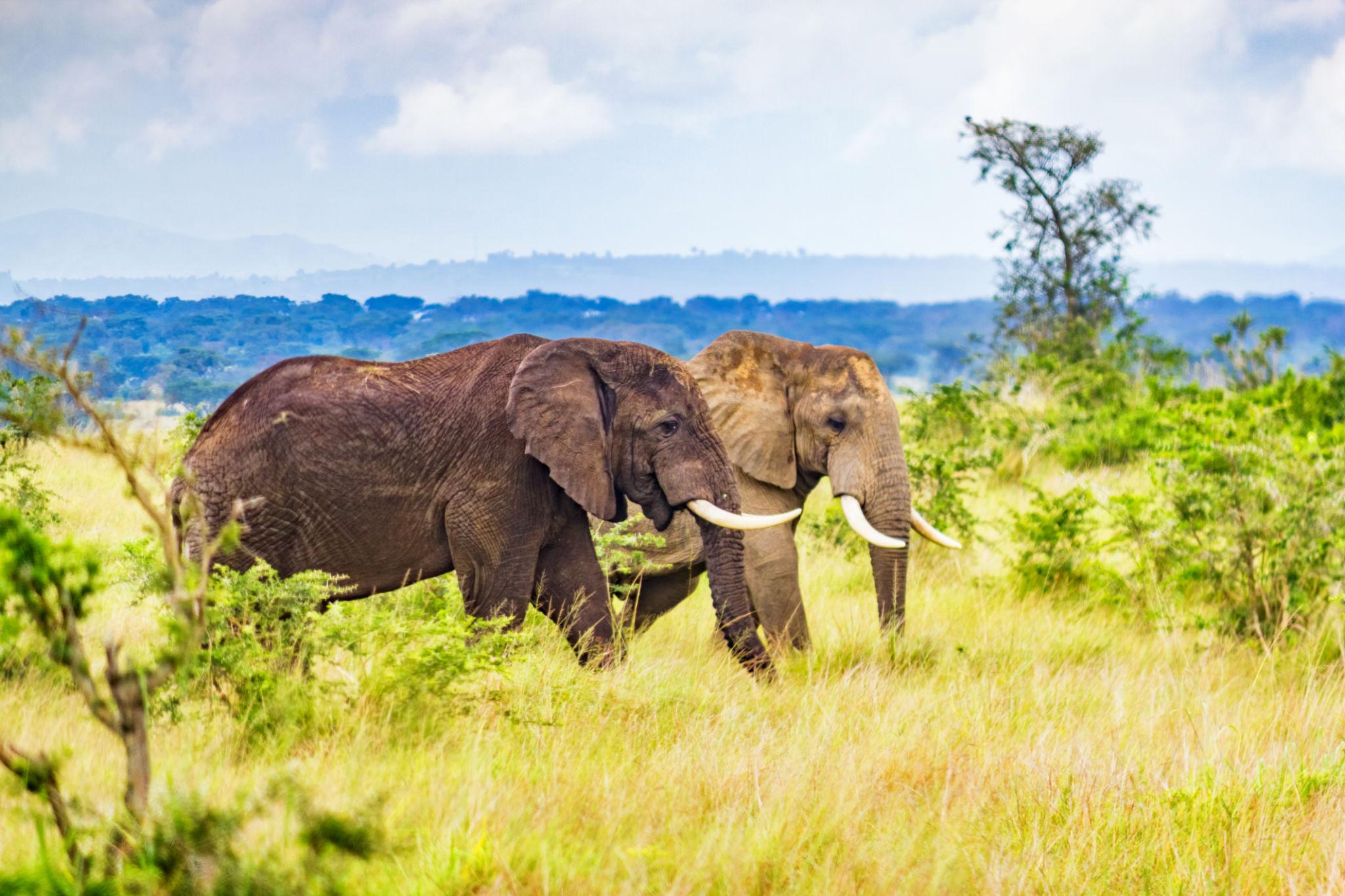 What Makes Kidepo Valley Unique From Other Parks? 27 Wildlife in Queen Elizabeth National Park Uganda