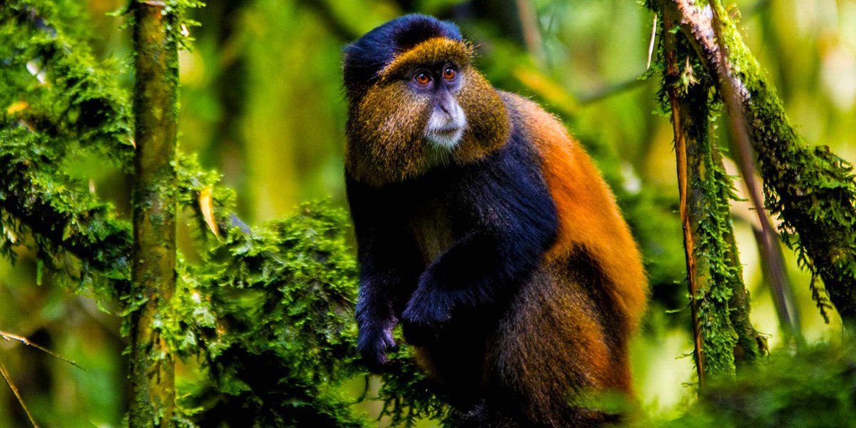 Golden Monkey Trekking Permits 13 golden monkey trekking permits and responsible primate photography