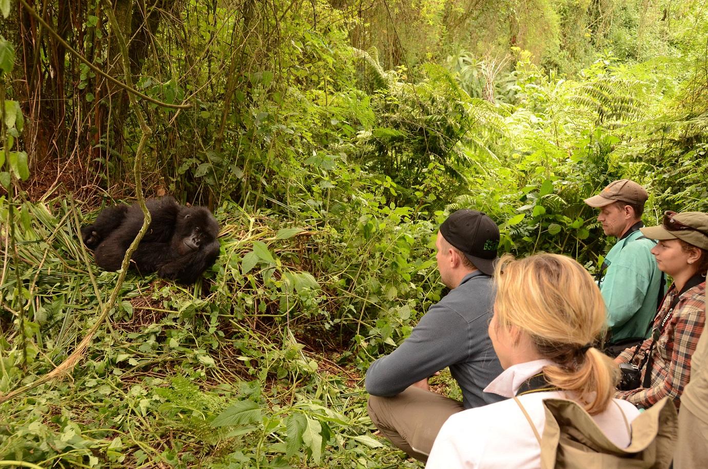 Gorilla And Chimpanzee Safari 3 People observing a gorilla in nature.