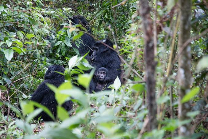 What Is the Gorilla Habituation Experience 9 A mountain gorillas resting peacefully in the lush rainforest of Bwindi Impenetrable National Park during the Gorilla Habituation Experience.