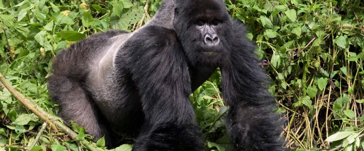 Cheapest Gorilla Trekking in Africa 2026: Complete Guide 1 mountain gorillas