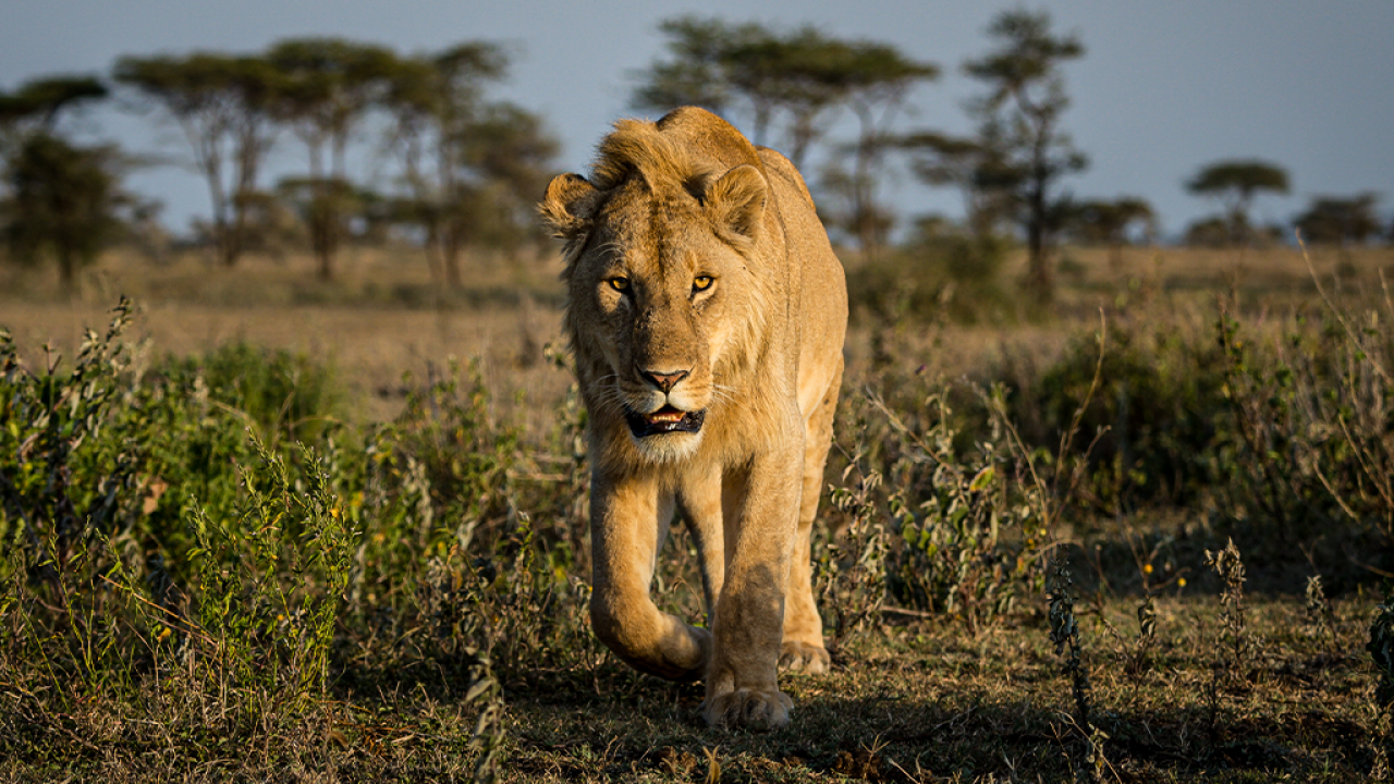 Serengeti Family Safari 3 Lion walking across the Serengeti grasslands