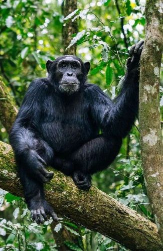 Kibale Wildlife Guide 3 Chimpanzee in the rainforest of Kibale National Park Uganda