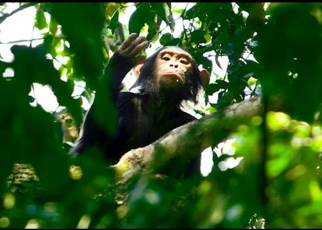Rwanda National Parks 3 Chimpanzee in Nyungwe National Park Rwanda