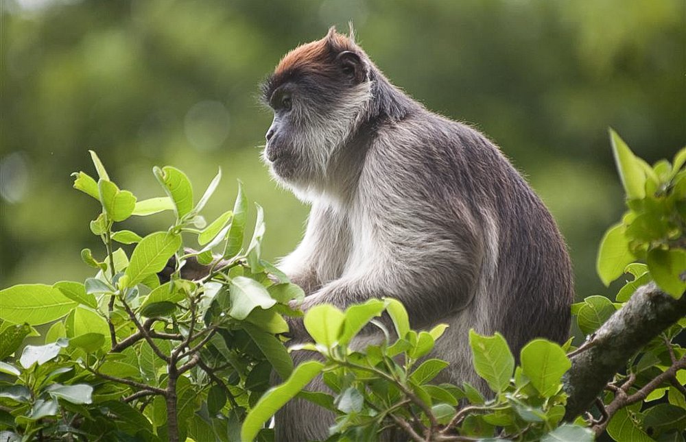 Kibale Wildlife Guide 5 Red colobus monkey in Kibale National Park Uganda forest